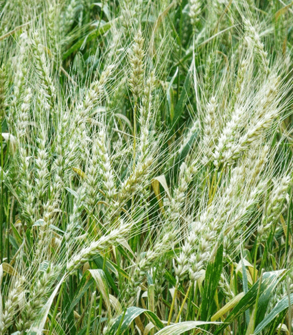 Agri-business Development